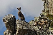 Alle sorgenti del Brembo, passando in quota dal Calvi al Longo il 24 agosto 2017 - FOTOGALLERY